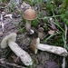 ARBRE 29-08-2010 043