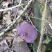 ARBRE 29-08-2010 046