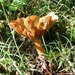 ARBRE 29-08-2010 048
