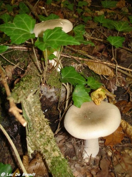 champignons paddestoelen