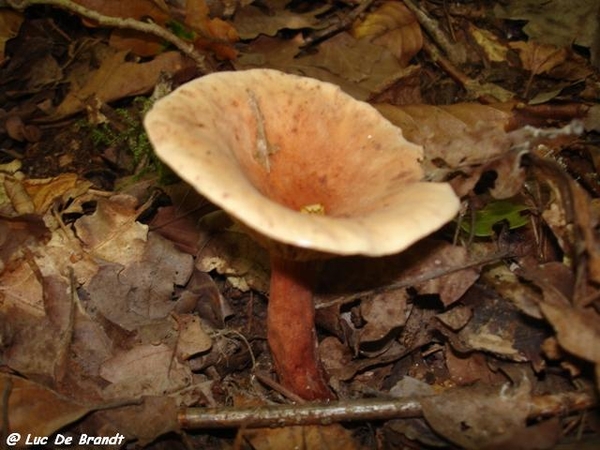 champignons paddestoelen