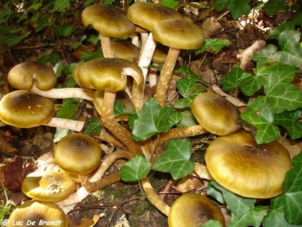 champignons paddestoelen