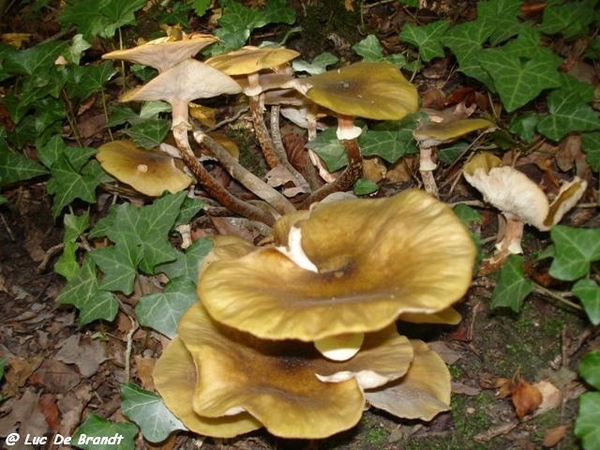 champignons paddestoelen