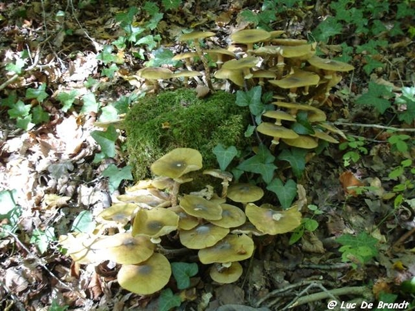 champignons paddestoelen