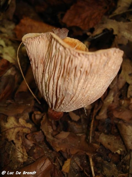 champignons paddestoelen