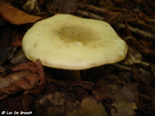 champignons paddestoelen