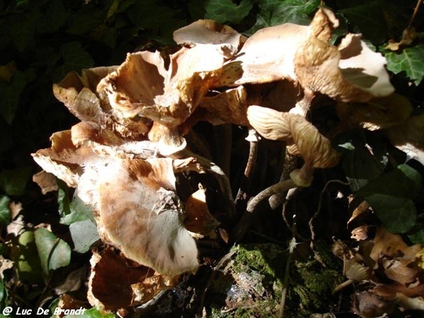 champignons paddestoelen