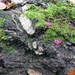 12-12-2010 Marcinelle (2)