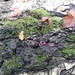 12-12-2010 Marcinelle (3)
