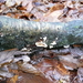 12-12-2010 Marcinelle (6)