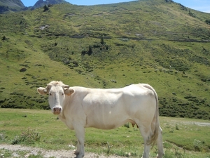 la vache qui rit