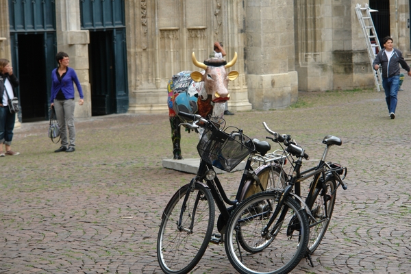 onze fietsen bij een stadse koe