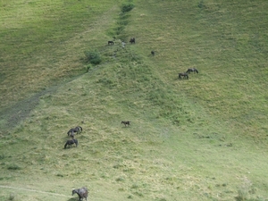 paarden lopen vrij, net als koeien