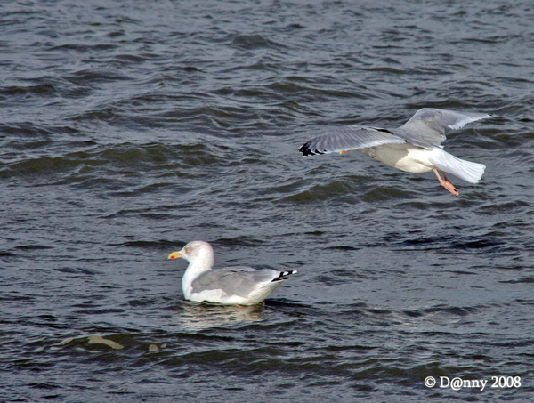 Oost-Duinkerke 068