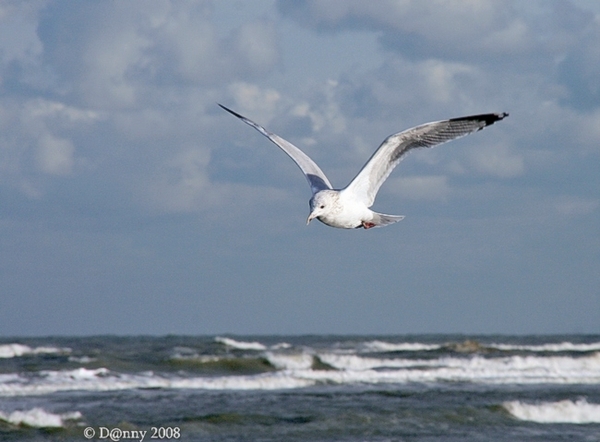 Oost-Duinkerke 074