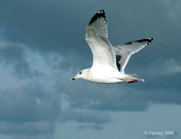 Oost-Duinkerke 083