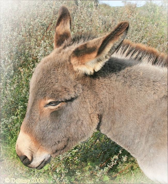 Bewooner van het natuurgebied de Doornpanne Oost-Duinkerke 117