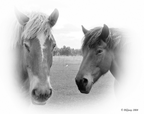 Paarden in Ursel