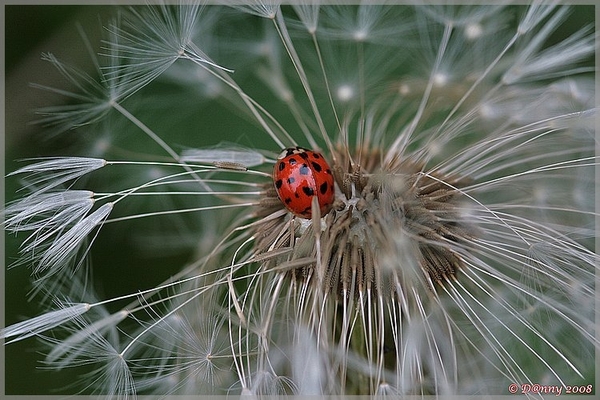 Lieveheersbeestje op melkdistel