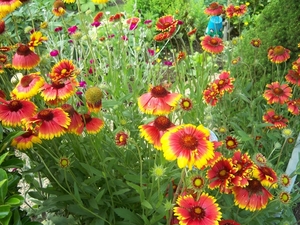 Gaillarda