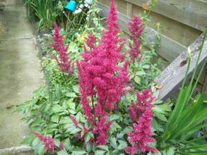 Astilbe