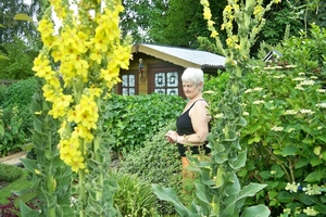 Verbascum Bombyciferum