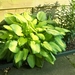 Hosta