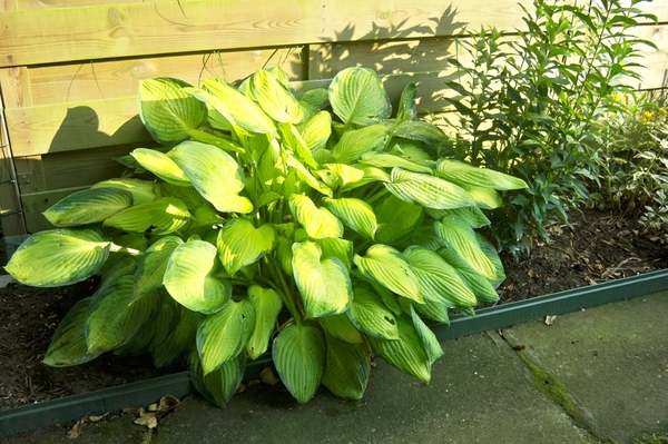 Hosta