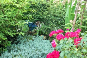 De tuin 11 Juli 2010 020