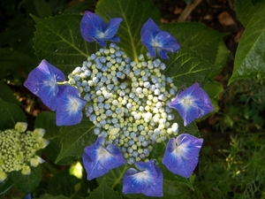 Hortensia