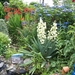 Yucca:Hortensia:Crocosmia:enz.