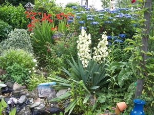 Yucca:Hortensia:Crocosmia:enz.