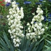 Yucca