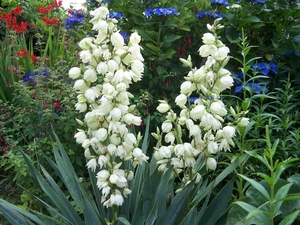 Yucca