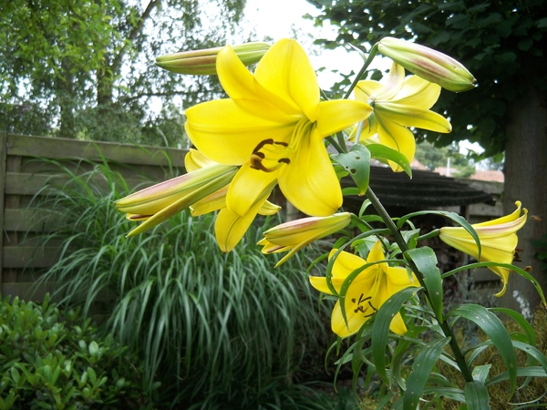 Bloemen