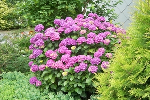 Hortensia