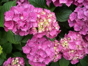 Hortensia