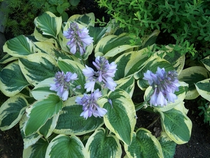 Hosta in bloei