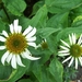 Witte Echinacea