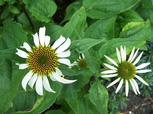 Witte Echinacea