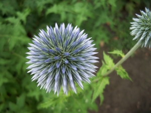 Kogeldistel