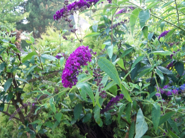 Bloemen