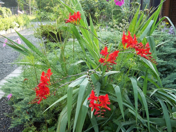 De tuin 30 Juli 2010 002