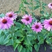 Echinacea