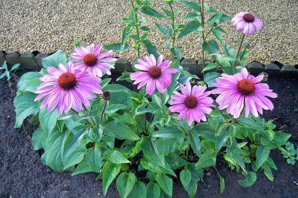 Bloemen