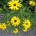 Rudbeckia