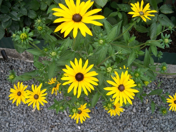 Rudbeckia