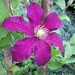 Clematis