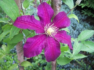 Clematis