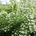 Deutzia